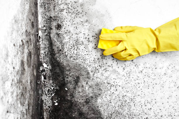 Best Mold Removal for HVAC Installations  in Star City, WV