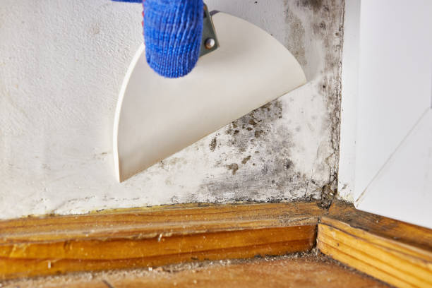 Best Dehumidification Services  in Star City, WV