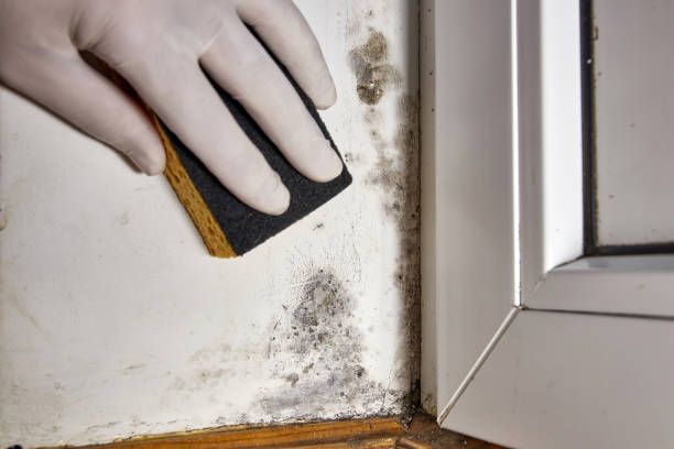 Best Mold Damage Restoration  in Star City, WV